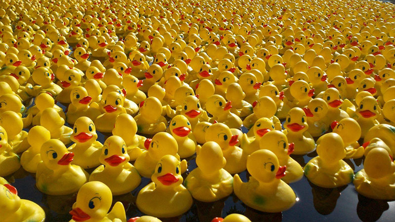 Business case Middag over Duckrace Maastricht